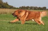 DOGUE DU TIBET 634